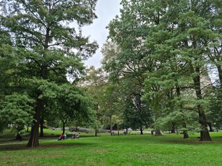 trees in the park