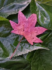 red maple leaf