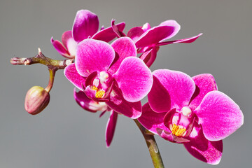 Orchid flower branch of pink and yellow on light gray background