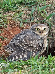 horned owl