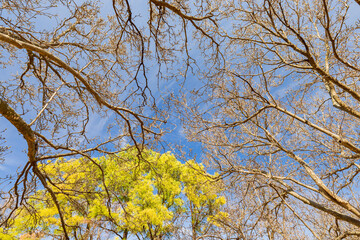 Close up shot of tree