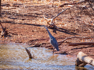 Close up shot of a Great blue heron in pond