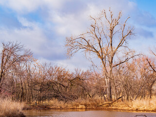 Sunny nature landscape of Bluff Creek Park