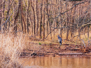 Close up shot of a Great blue heron in pond