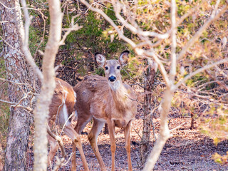 Closeup shot of White-tailed deer in a forest