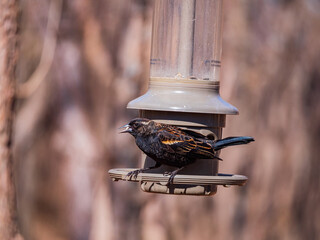Close up shot of Immature red-winged blackbird eating on a feeder