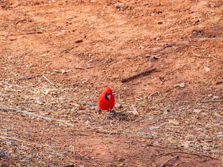 Close up shot of a cute male Northern cardinal on ground