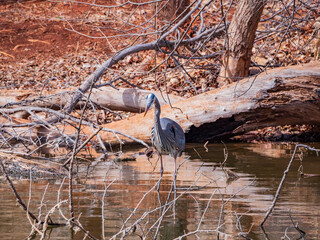 Close up shot of a Great blue heron in pond