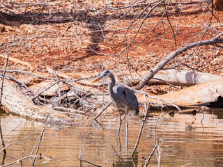 Close up shot of a Great blue heron in pond