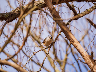 Close up shot of Tufted titmouse eating on a tree