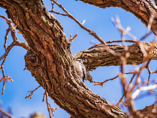 Close up shot of female Hairy woodpecker digging on a tree