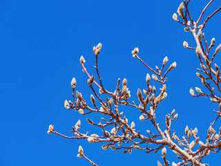 Close up shot of flower bud of Magnolia zenii tree