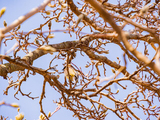 Close up shot of a cute Cedar waxwing on a tree