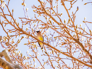 Fototapeta premium Close up shot of a cute Cedar waxwing on a tree