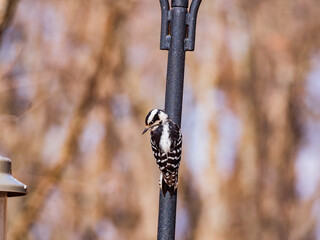 Close up shot of female Hairy woodpecker on a pole