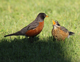 Mother Feeding Juvenile 