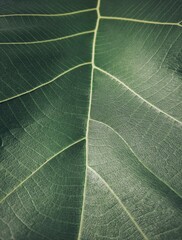 green leaf texture