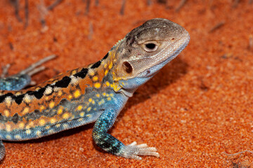 Close up of an Australian Painted Dragon