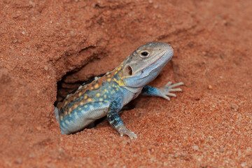 Australian Painted Dragon outside its burrow