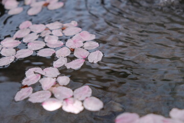 桜が散る水に浮かぶ花びらアップの背景素材