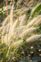 grass flower in nature garden