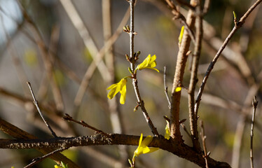 Forsythia. Blooming forsythia bush. Yellow flower. The beauty of spring nature. Spring yellow beautiful bright flowers. Home Garden.