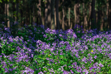 Close view of a crowd of purple wild flowers blooming in a forest, spring time.