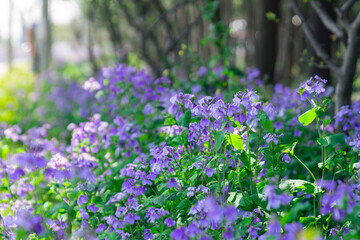 Obraz premium Close view of a crowd of purple wild flowers blooming in a forest, spring time.