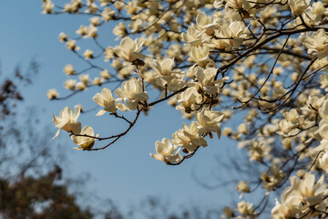Close view of the white blooming Magnolia flowers during spring time.