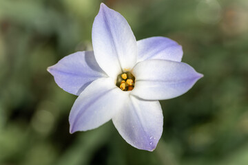 Full blooming of spring star (Ipheion uniflorum) in Japan