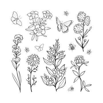 Vestor set of wild flowers with insects, black outlines isoleted on white background
