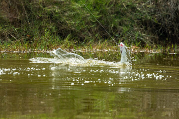 surface action of Seabass wheb it hit to the bait in the fishing tournament