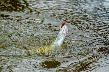 surface action of Seabass wheb it hit to the bait in the fishing tournament