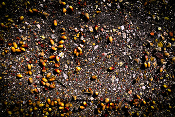 acorns fallen driveway sidewalk holiday autumn overlooking ground nuts acorn squirrel food nature...