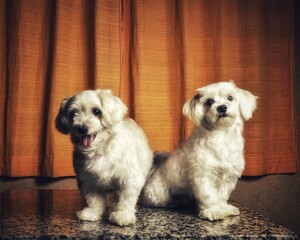 Malt breed dog couple