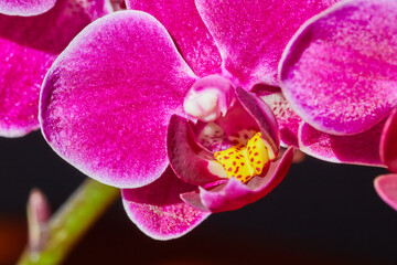 Detail of pink petals and yellow center on orchid flower