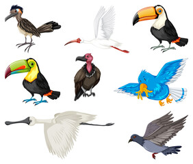 Different kinds of birds collection