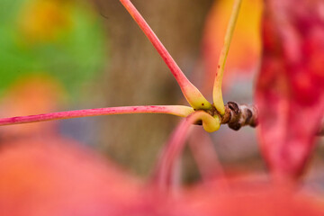 Macro of leaf stems attaching to branch in fall