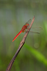Red dragon fly resting on branch 