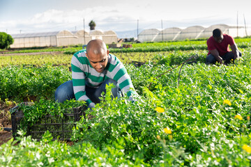 Skilled latina man engaged in gardening picking fresh parsley on farm