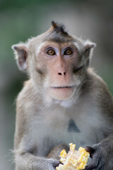 portrait of a macaque