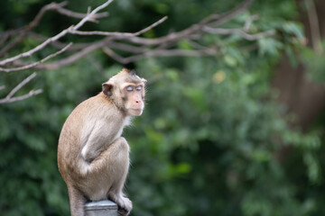 Naklejka na ściany i meble japanese macaque sitting on the tree