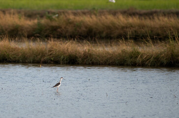great crested grebe