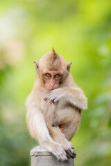 monkey sitting on a pole