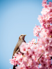 満開の桜とかわいいヒヨドリの春の風景