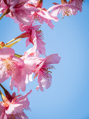 Fototapeta na wymiar かわいいサクラの花と青空の背景素材
