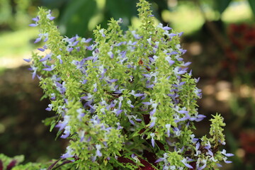 miana plants are blooming beautifully