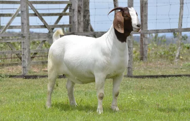 Fotobehang Boer female goat very awarded in Brazil. The Boer is a breed developed in South Africa. © LGAndrade