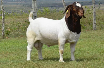 Deurstickers Male Boer goat very awarded in Brazil. The Boer is a breed developed in South Africa. © LGAndrade