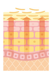 Skin Turnover Process Diagram